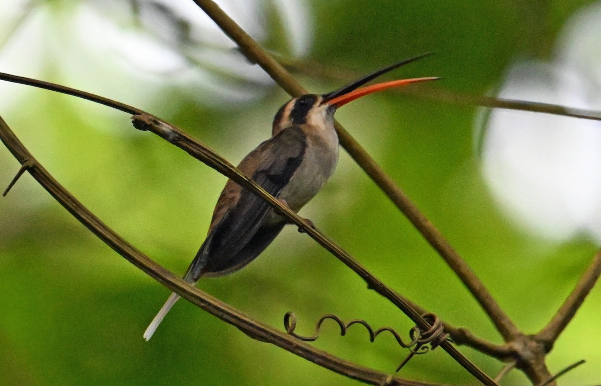 Pale-bellied Hermit - ML642057253