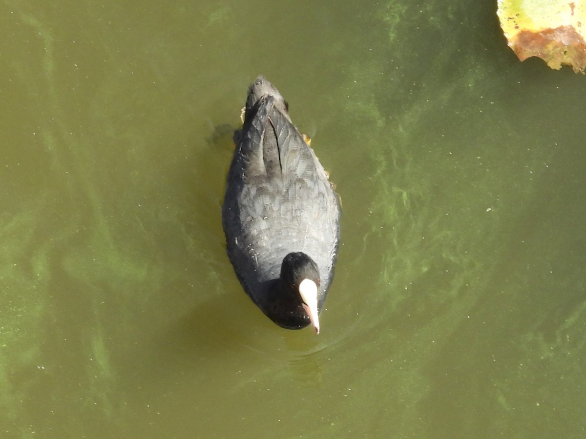 Eurasian Coot - ML642057254