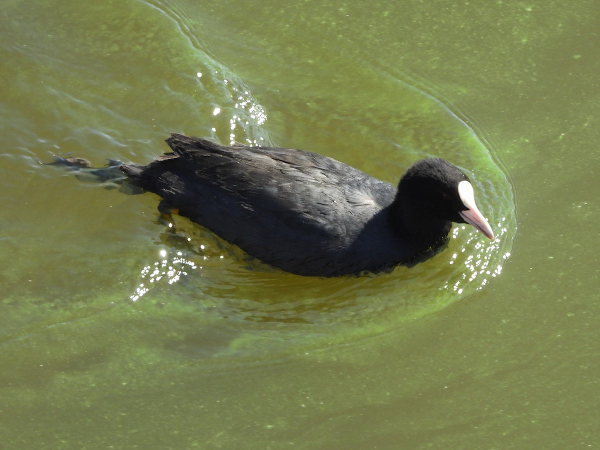 Eurasian Coot - ML642057255