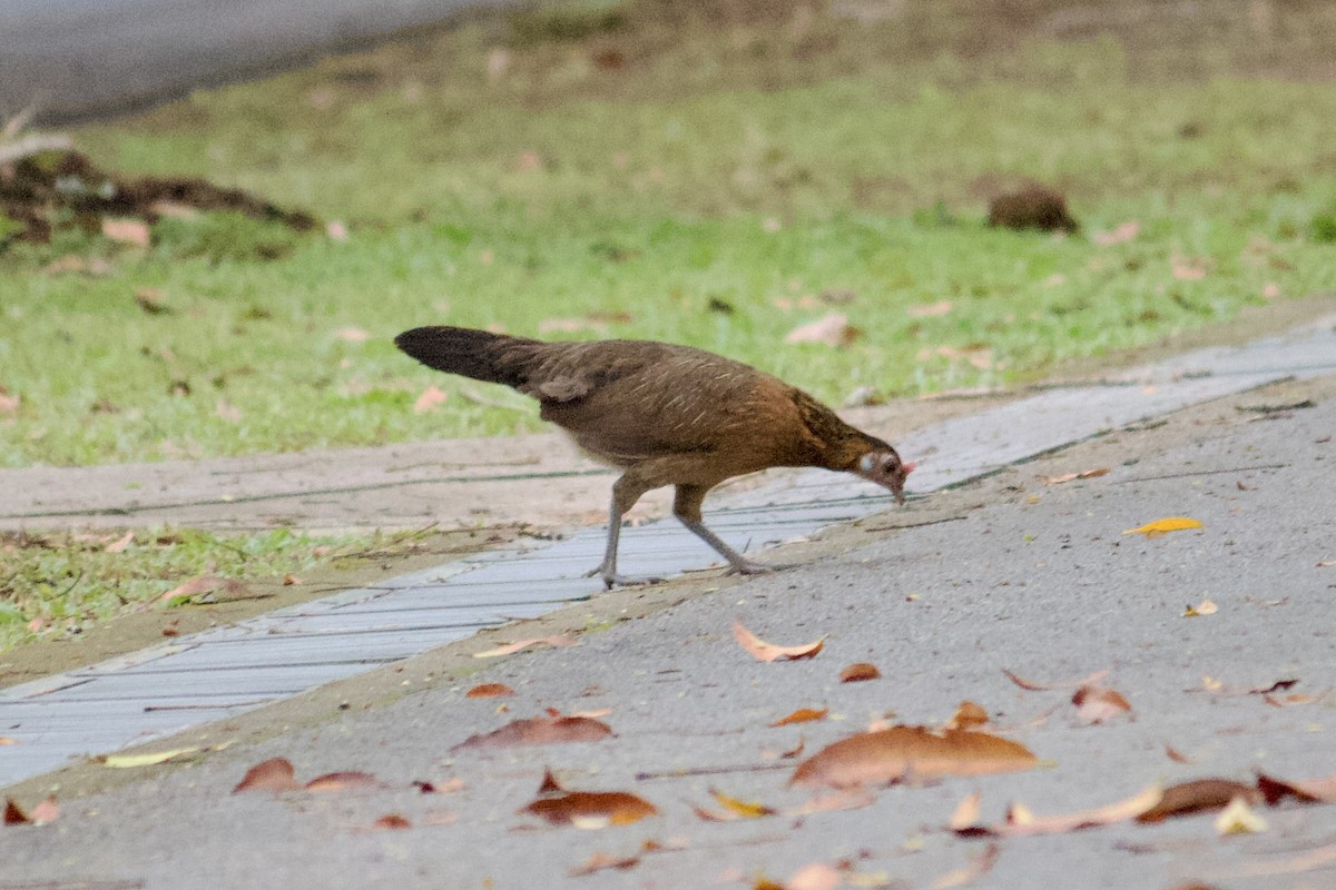 Red Junglefowl - ML642057257