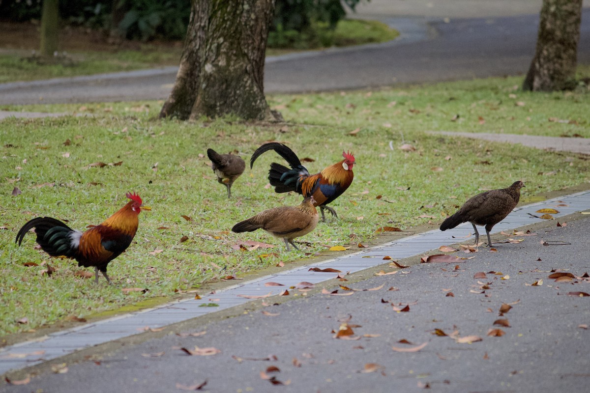 Red Junglefowl - ML642057258