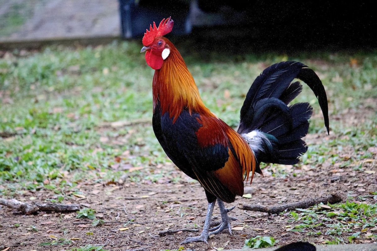 Red Junglefowl - ML642057259