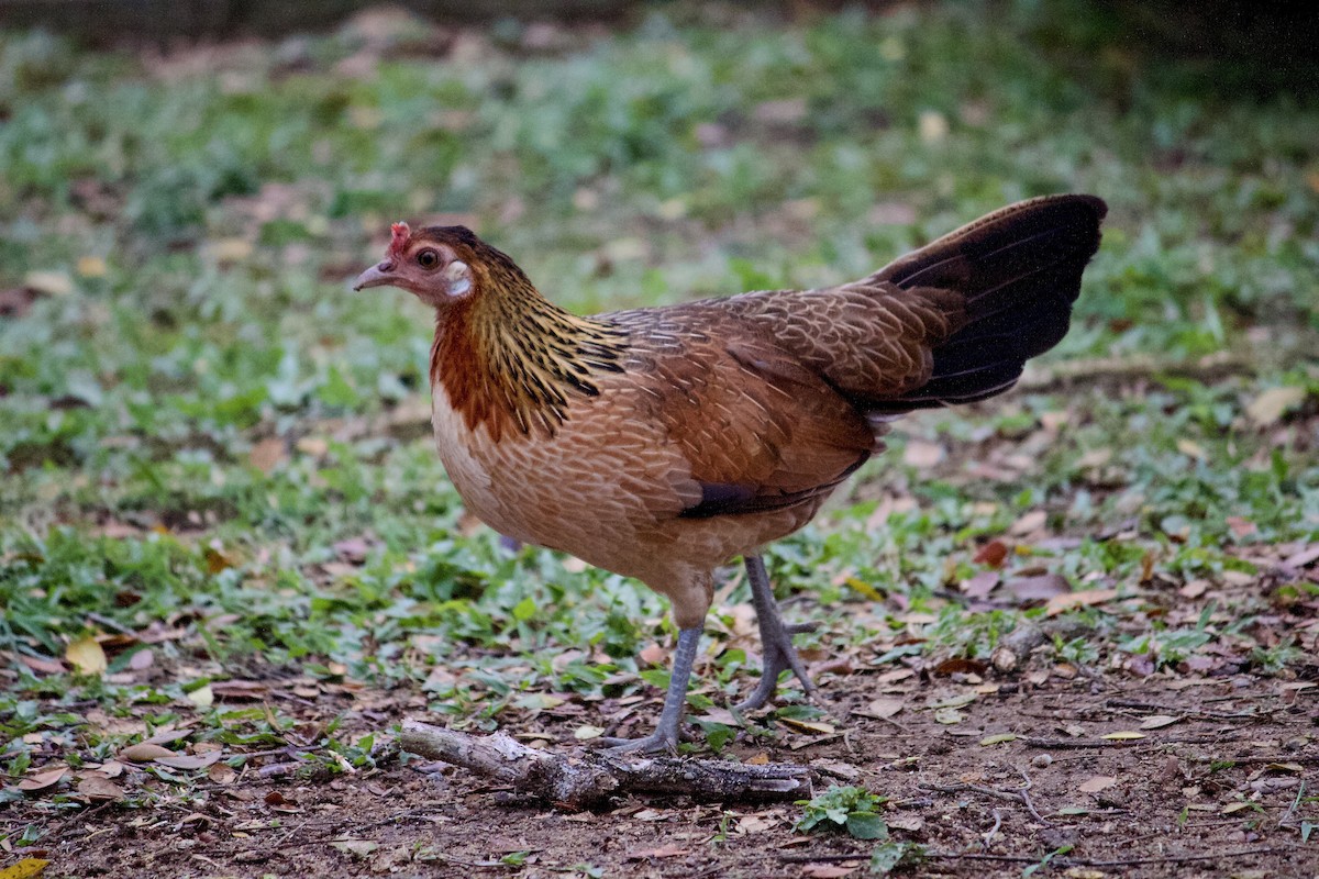 Red Junglefowl - ML642057260