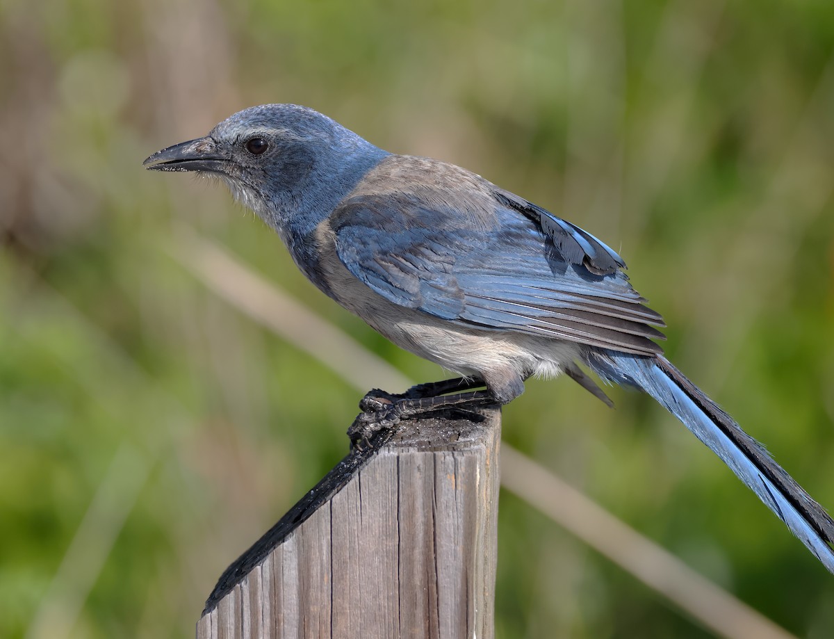 Florida Scrub-Jay - ML642057265