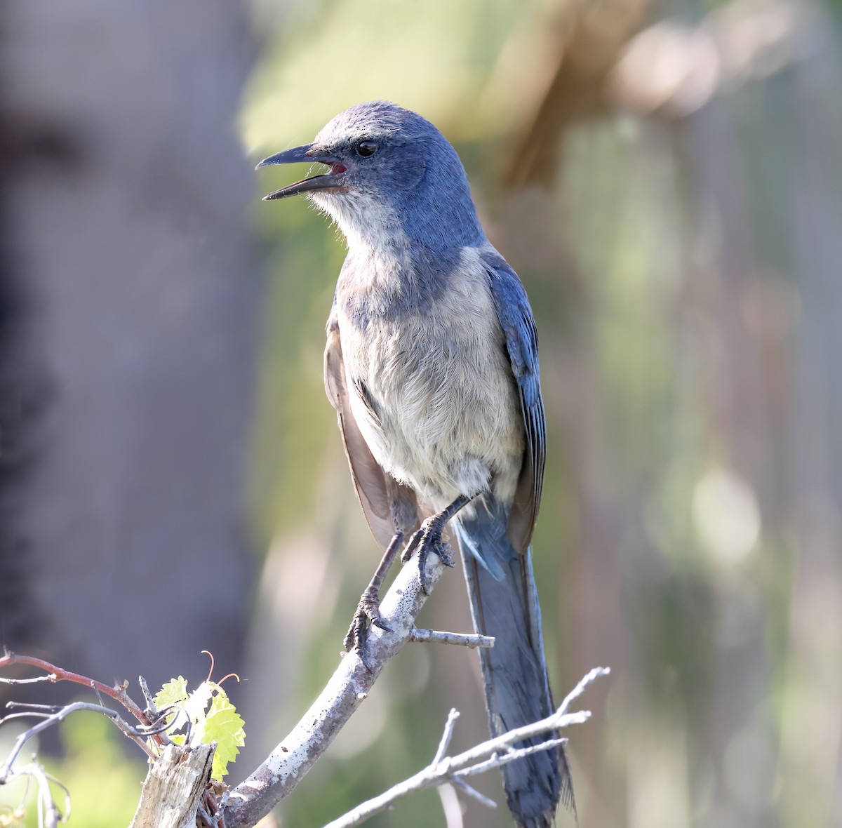 Florida Scrub-Jay - ML642057268