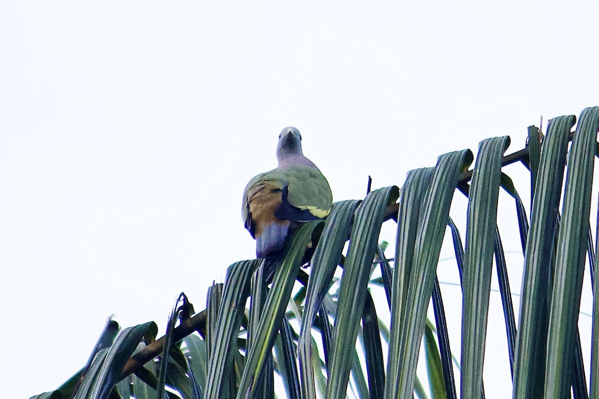Pink-necked Green-Pigeon - ML642057271