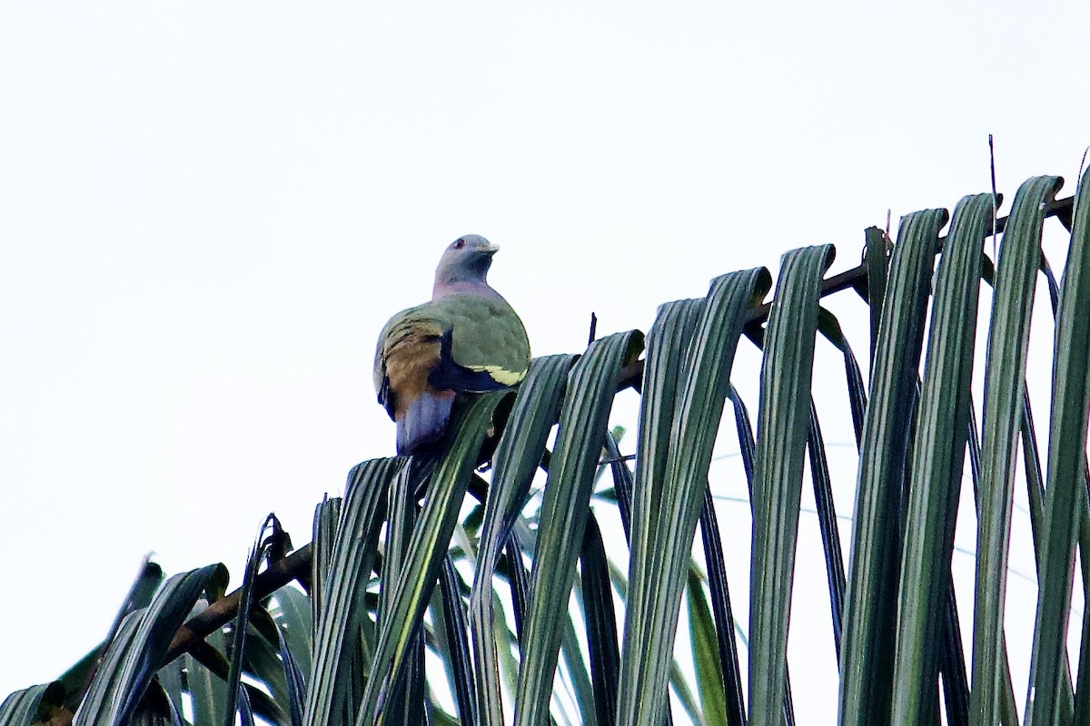 Pink-necked Green-Pigeon - ML642057272