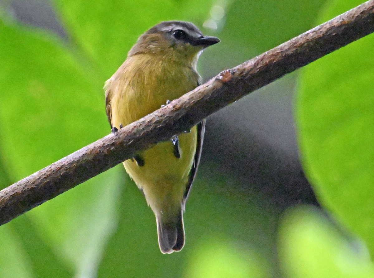 Brown-capped Tyrannulet - ML642057285
