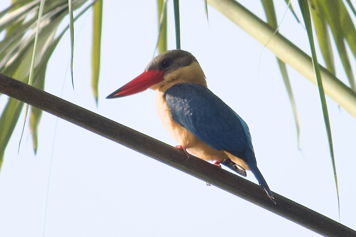 Stork-billed Kingfisher - ML642057300