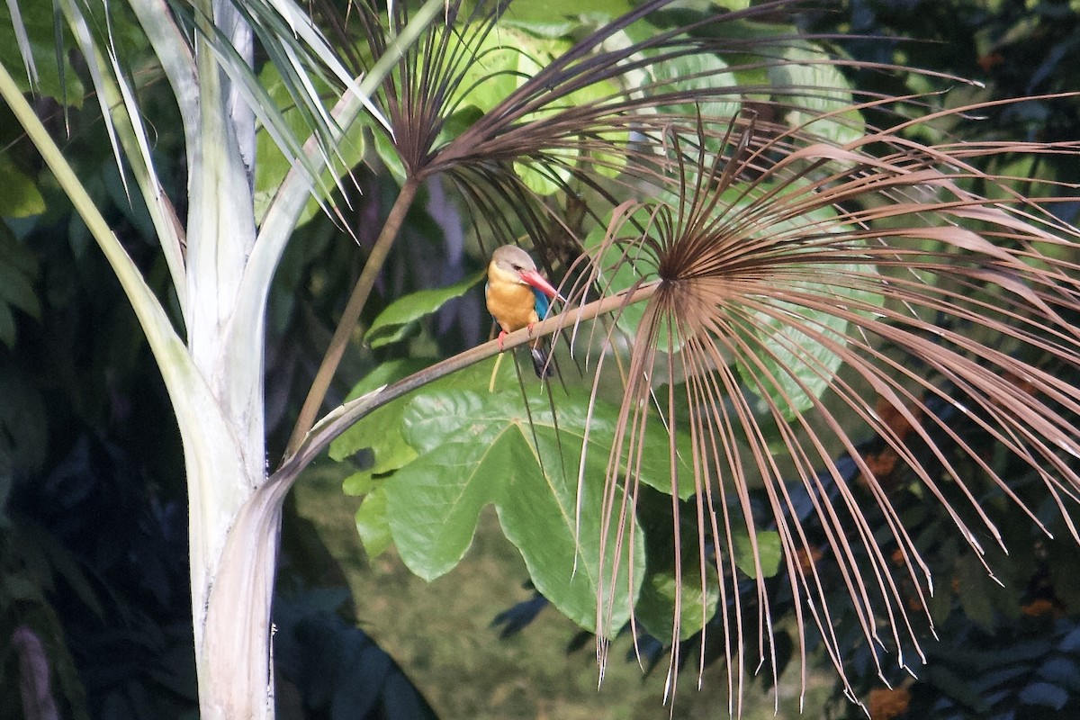 Stork-billed Kingfisher - ML642057301