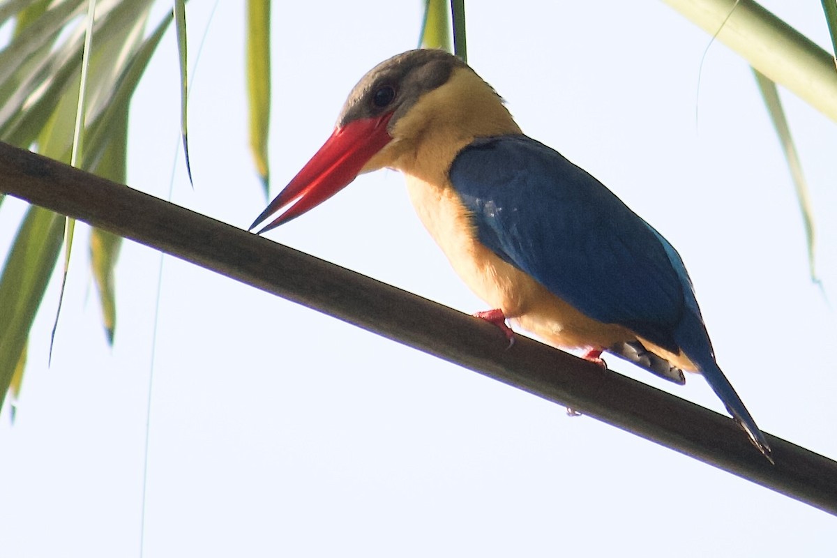 Stork-billed Kingfisher - ML642057302