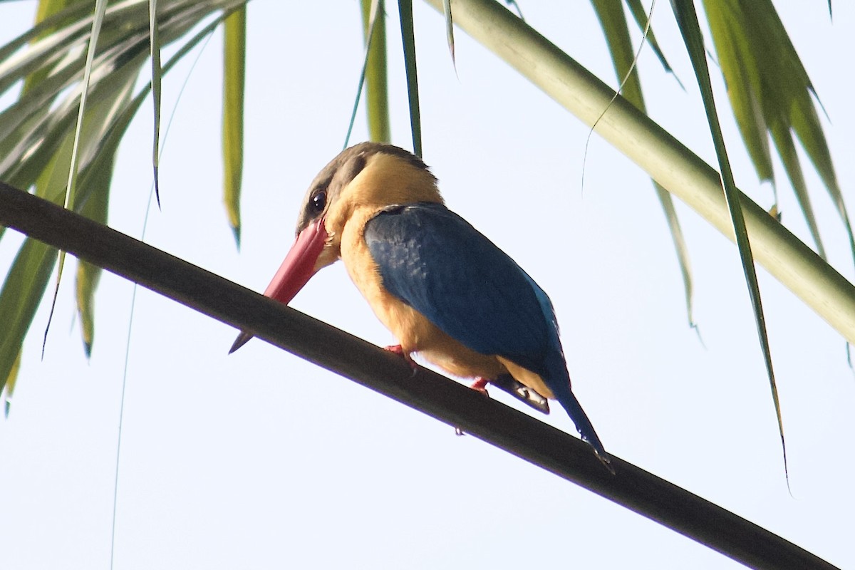 Stork-billed Kingfisher - ML642057303