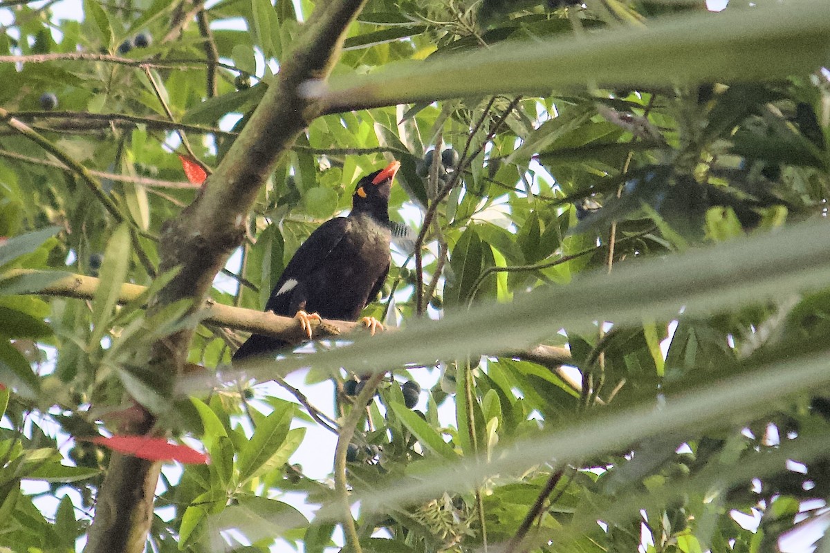 Common Hill Myna - ML642057308