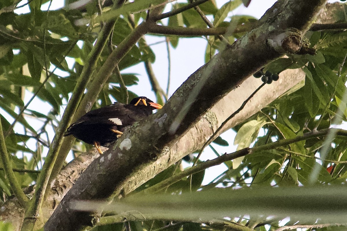 Common Hill Myna - ML642057309