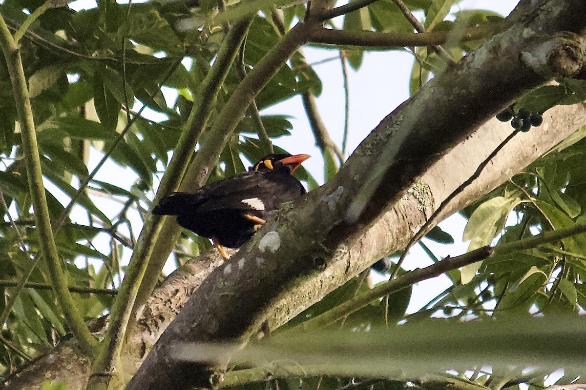Common Hill Myna - ML642057310