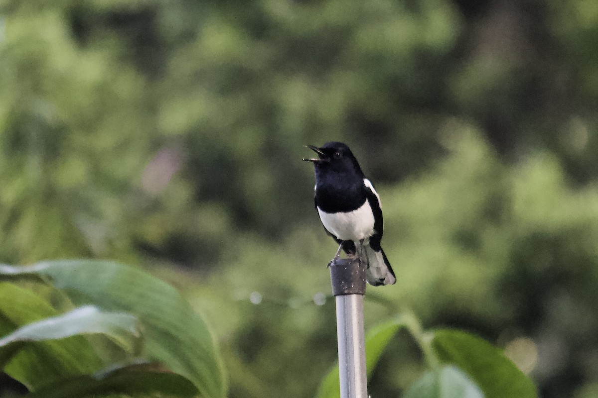 Oriental Magpie-Robin - ML642057313