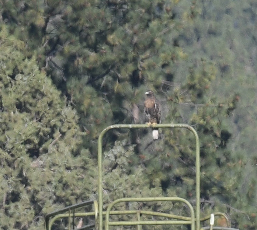 Buteo sp. - ML642057334