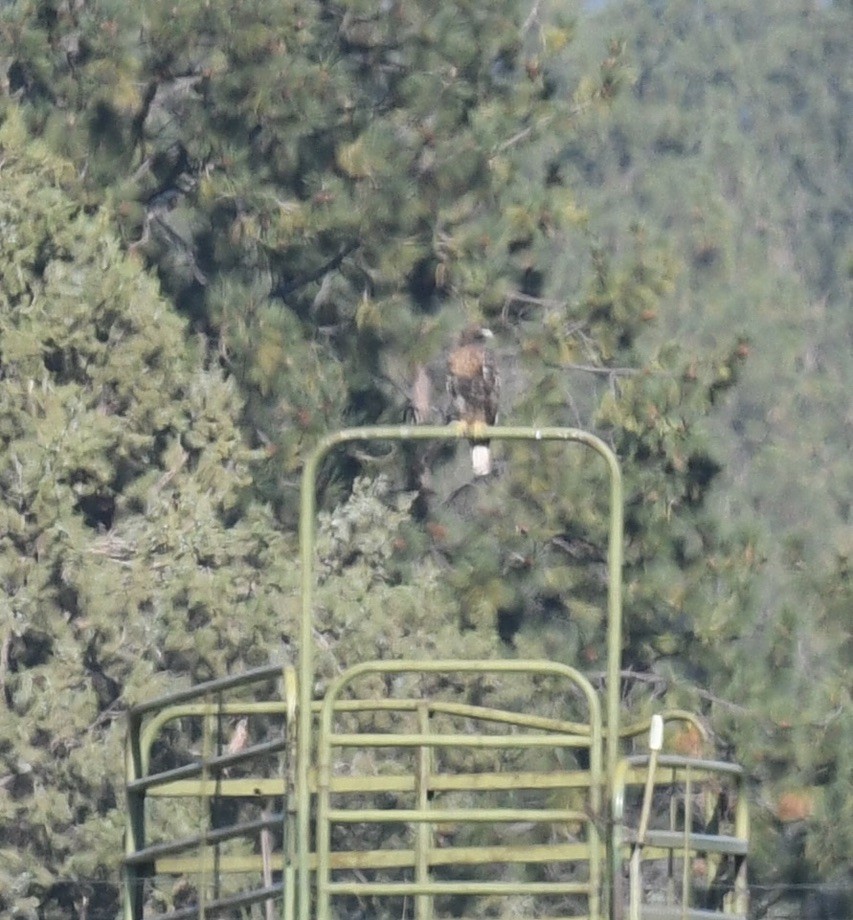 Buteo sp. - ML642057335