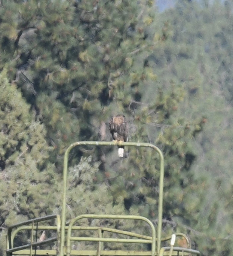 Buteo sp. - ML642057336