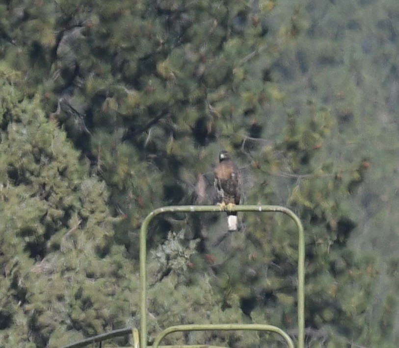 Buteo sp. - ML642057337
