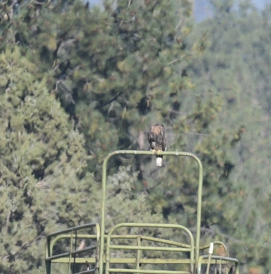 Buteo sp. - ML642057338