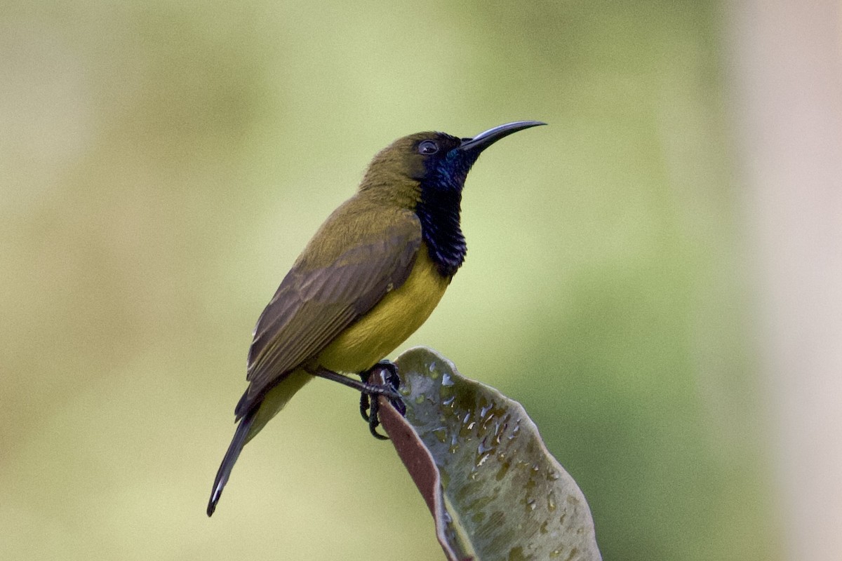 Ornate Sunbird - ML642057347