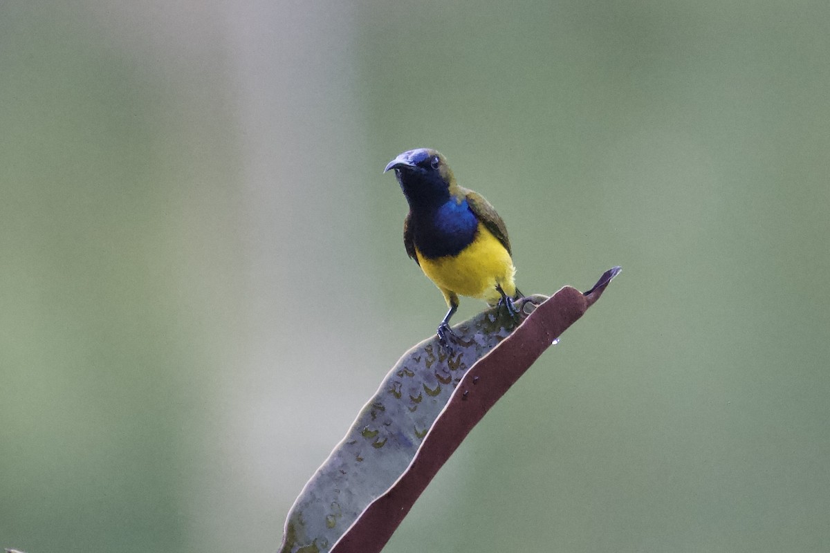 Ornate Sunbird - ML642057348