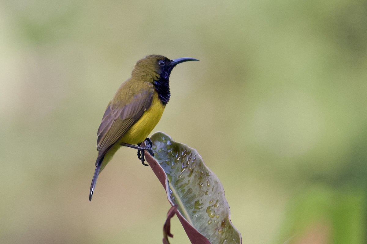 Ornate Sunbird - ML642057349
