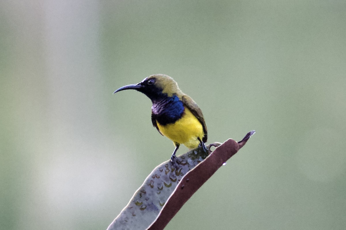 Ornate Sunbird - ML642057350