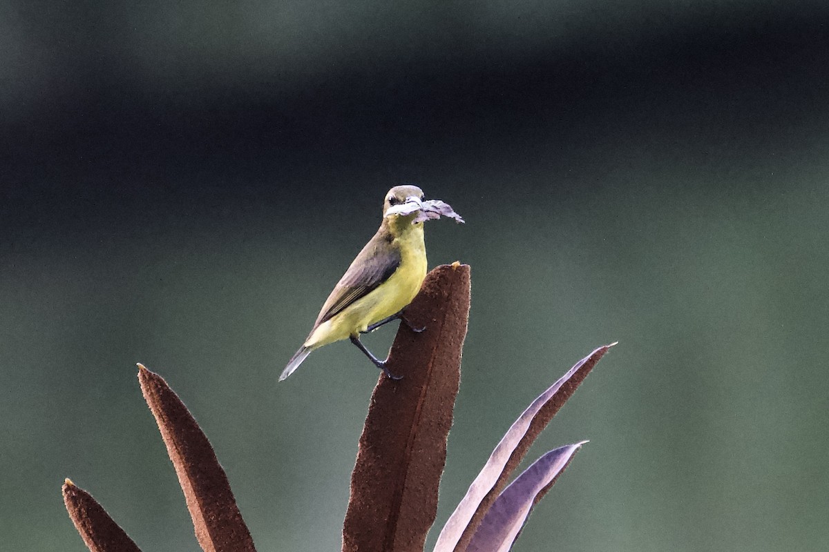 Ornate Sunbird - ML642057351