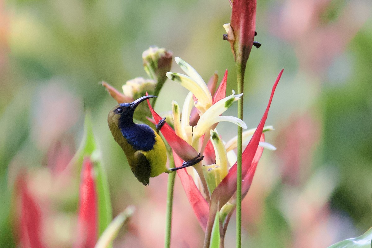 Ornate Sunbird - ML642057352