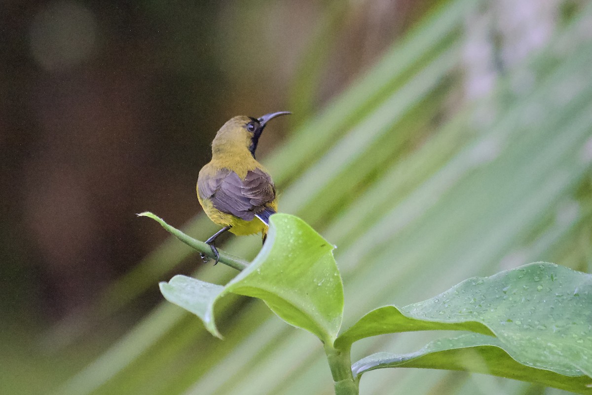 Ornate Sunbird - ML642057353