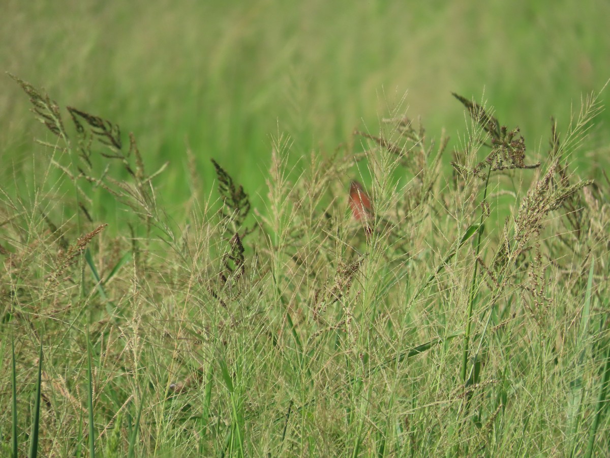 Chestnut Munia - ML642057354