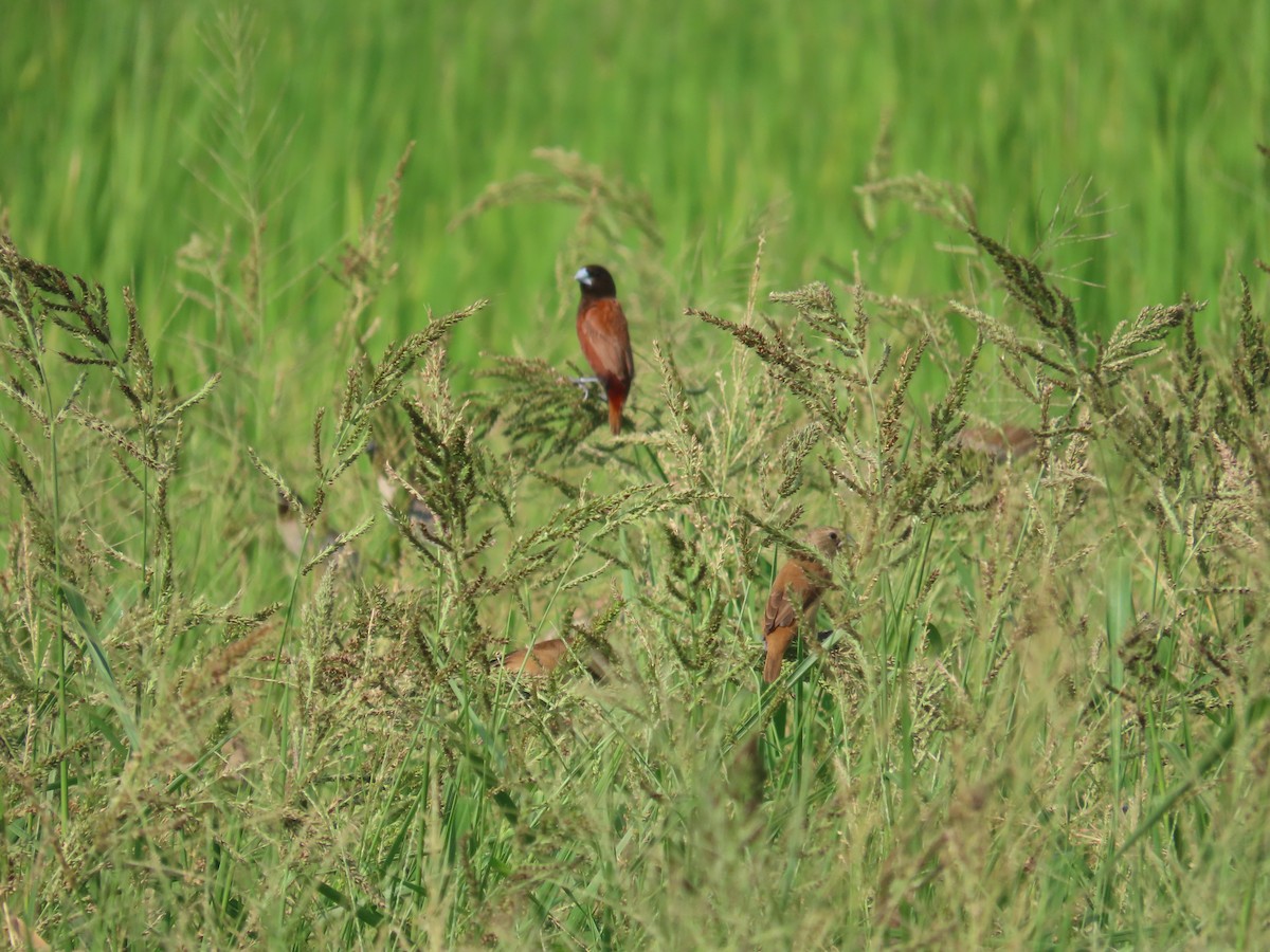 Chestnut Munia - ML642057387