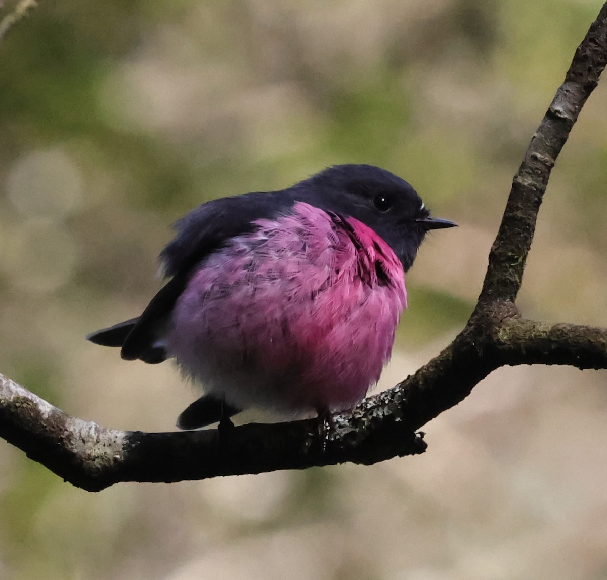 Pink Robin - ML642057392