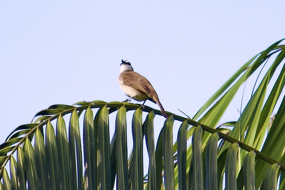 Yellow-vented Bulbul - ML642057400