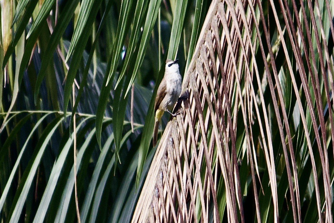 Yellow-vented Bulbul - ML642057401