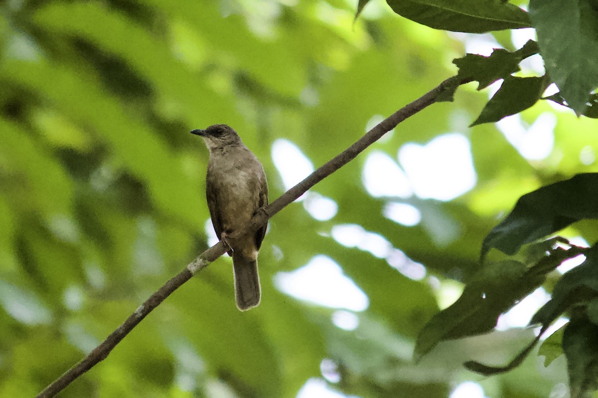 Olive-winged Bulbul - ML642057403