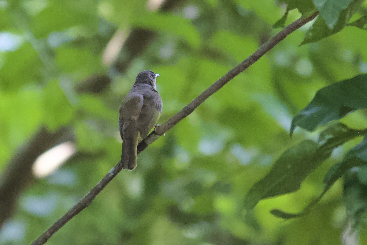 Olive-winged Bulbul - ML642057404