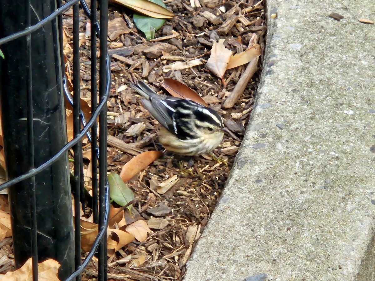 Black-and-white Warbler - ML642057450