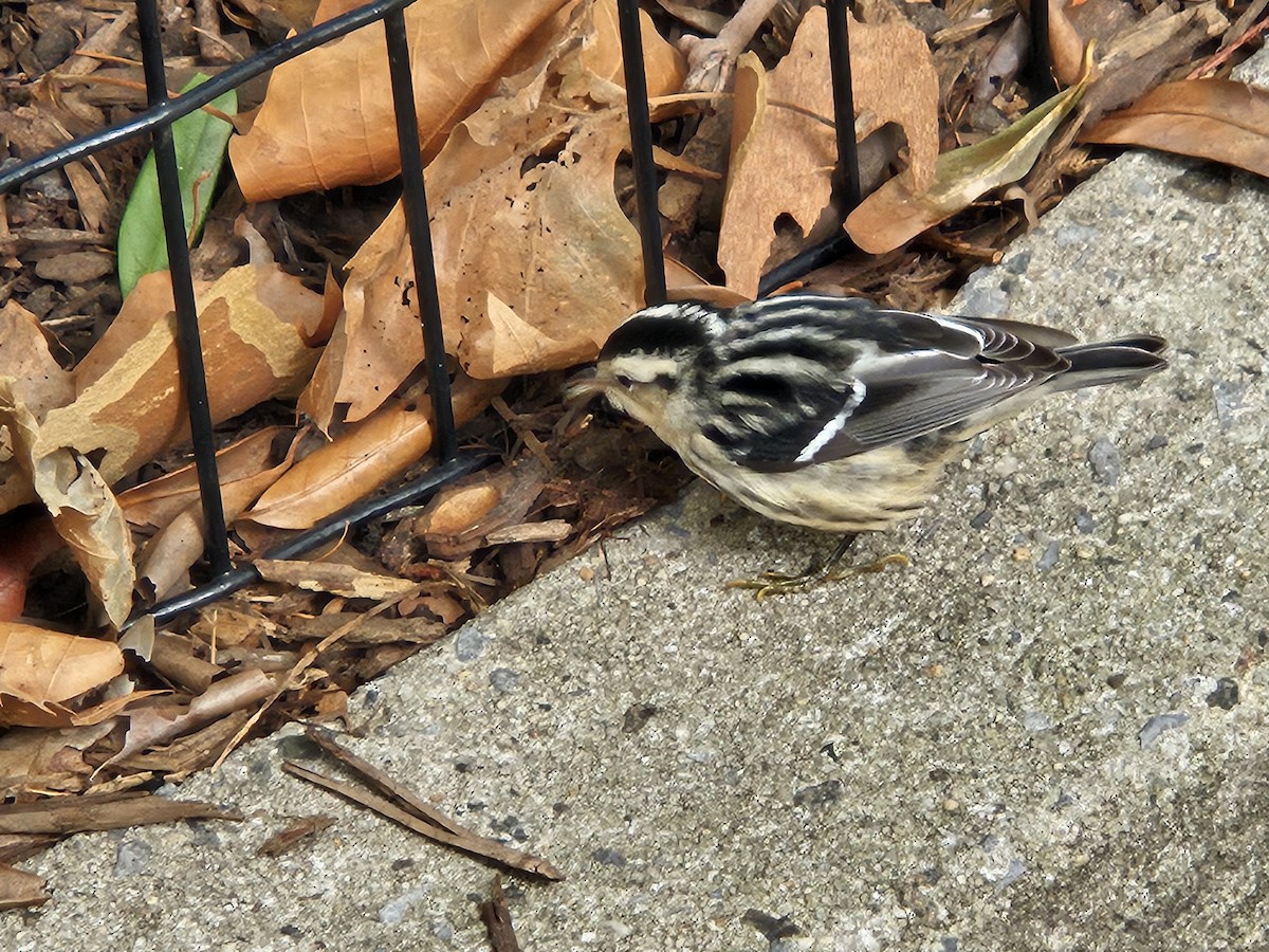 Black-and-white Warbler - ML642057451