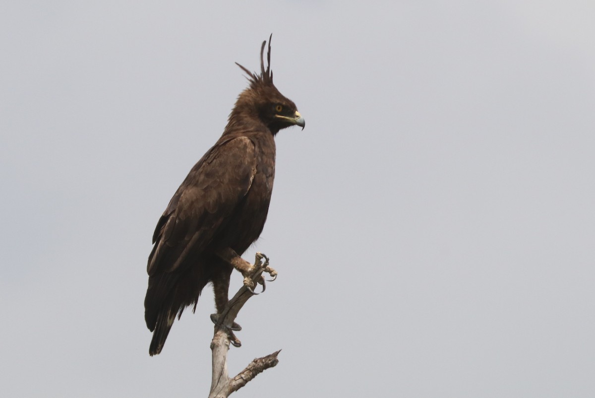 Long-crested Eagle - ML642057464