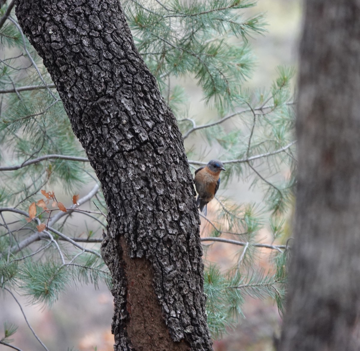 Eastern Bluebird (Mexican) - ML642057486