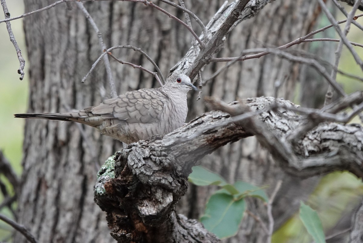 Inca Dove - ML642057495