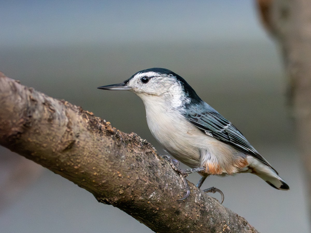 White-breasted Nuthatch - ML642057497