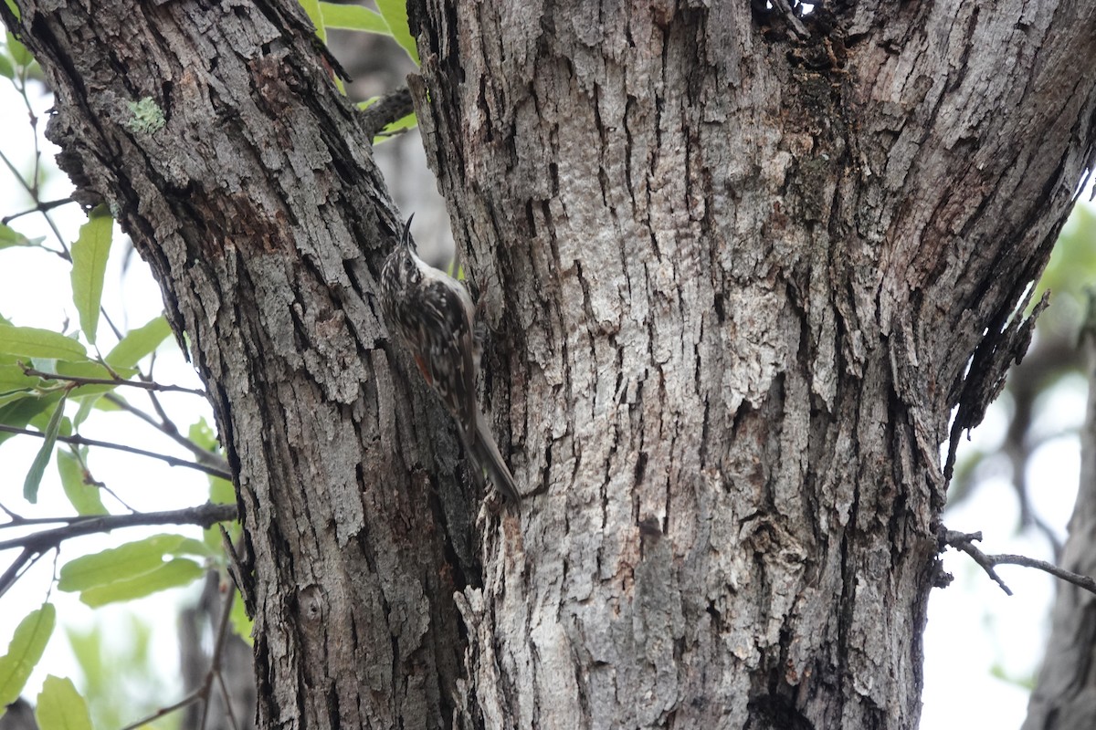 Brown Creeper - ML642057498