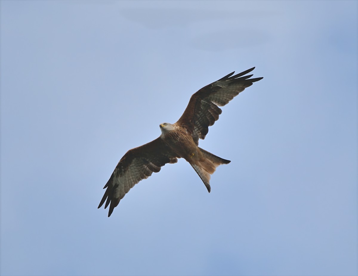 Red Kite - ML642057499