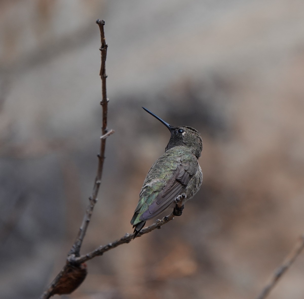 Black-chinned Hummingbird - ML642057500