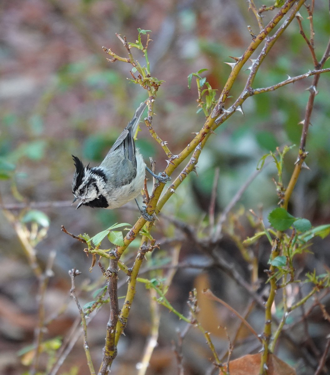 Bridled Titmouse - ML642057506