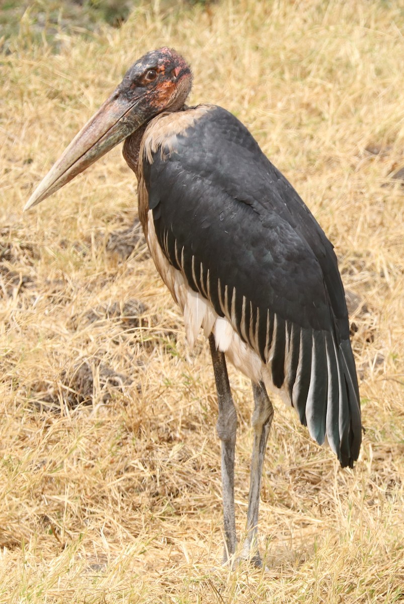Marabou Stork - ML642057507